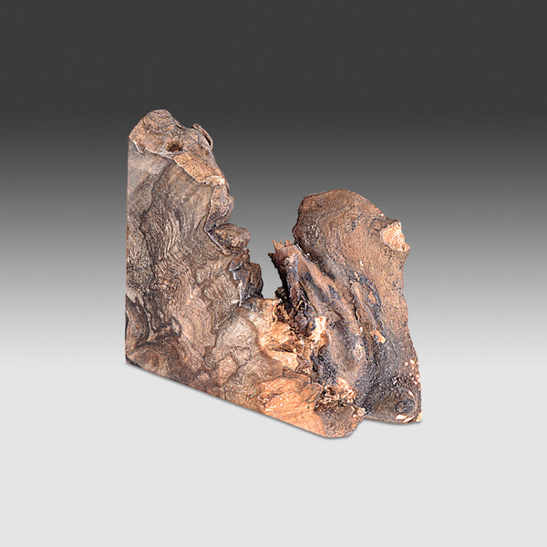 2208 Big Leaf Maple Burl