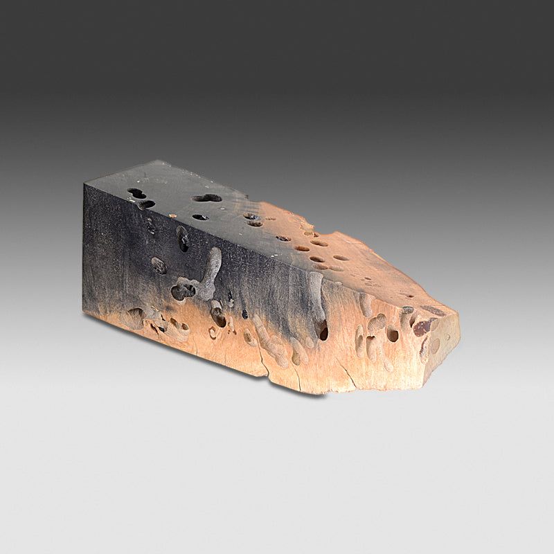 883 Stabilized Buck-Eye Burl